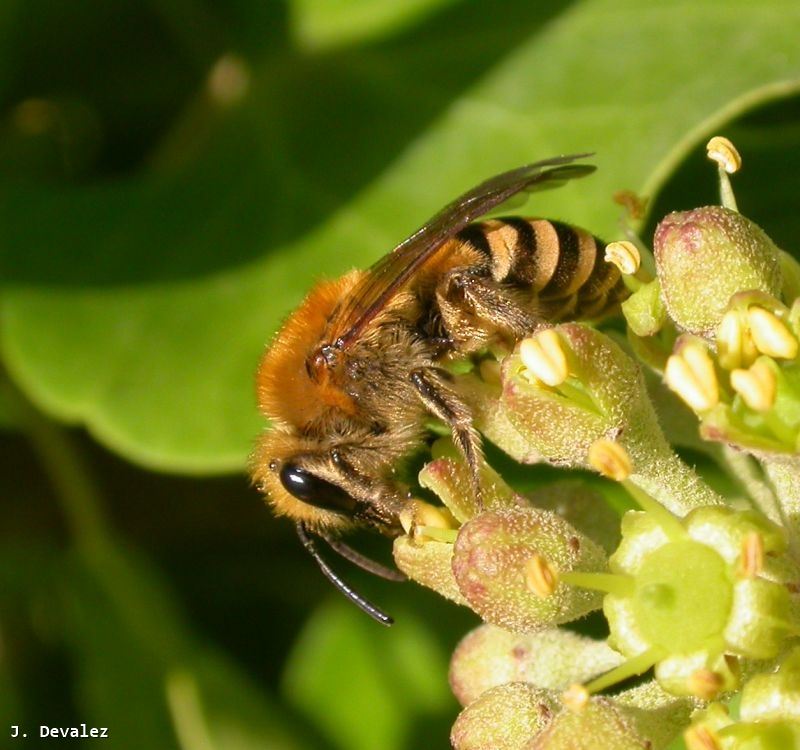 Colletes hederae