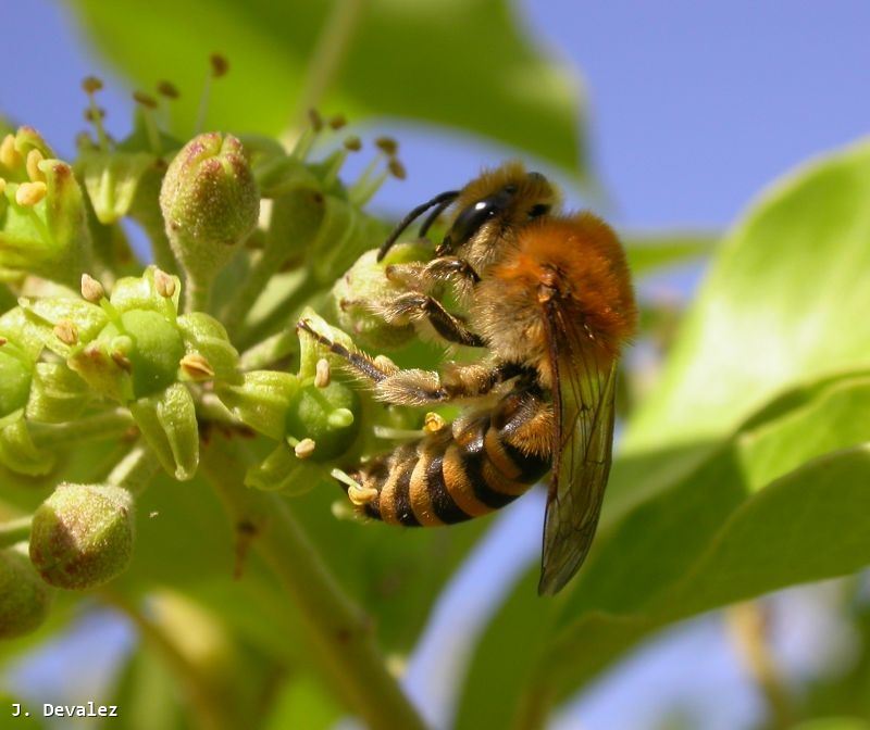 Colletes hederae