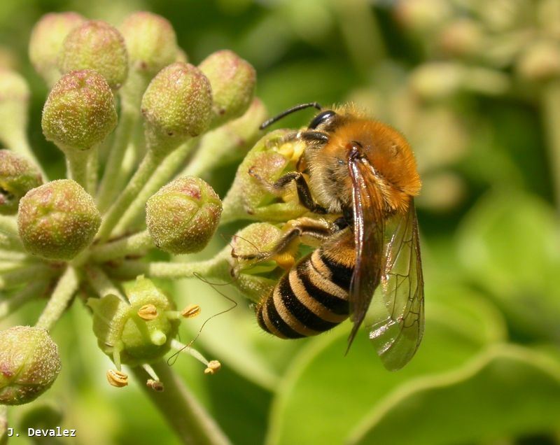 Colletes hederae