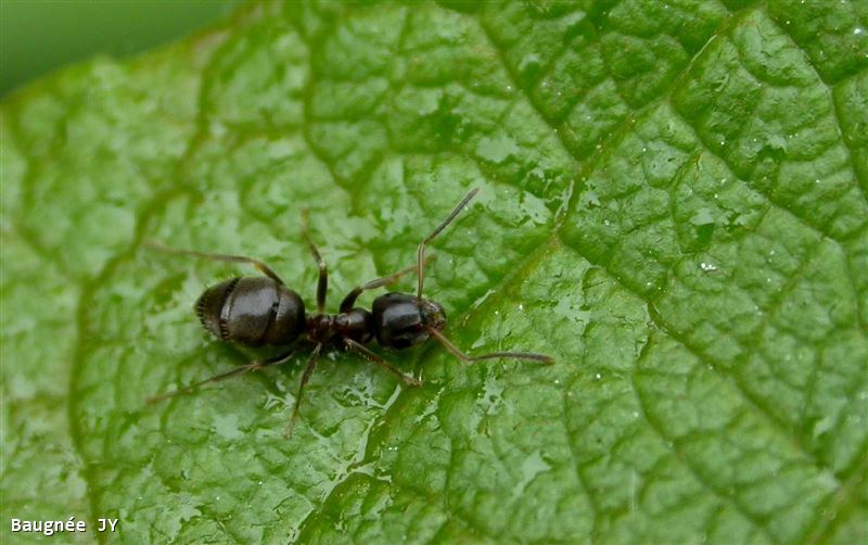 Lasius niger