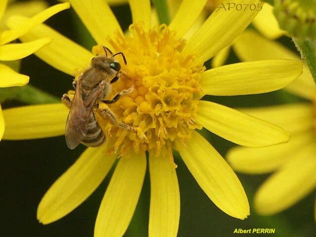 Halictus subauratus, femelle