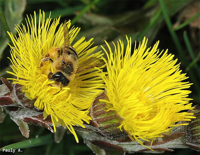 Andrena flavipes