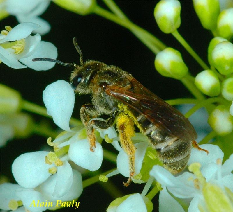 Halictus tumulorum, femelle