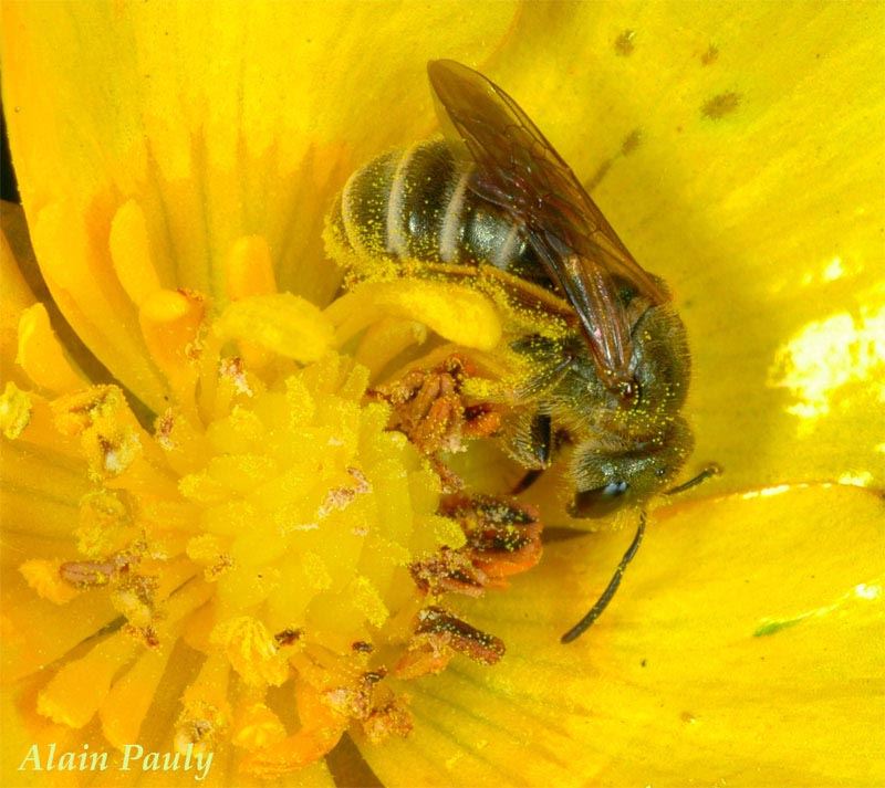 Halictus tumulorum, femelle