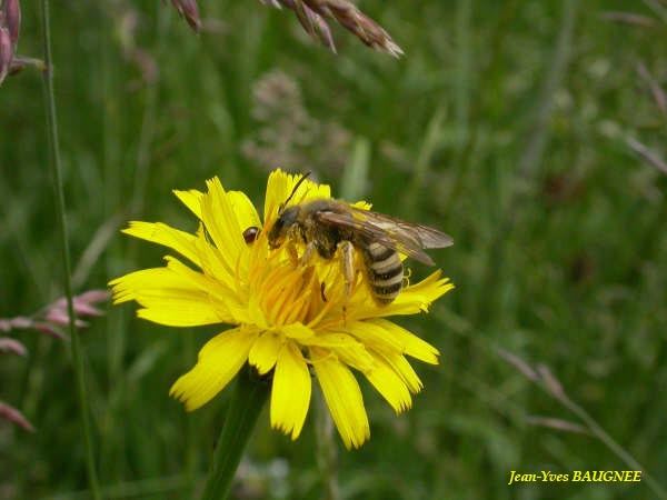 Halictus scabiosae, femelle