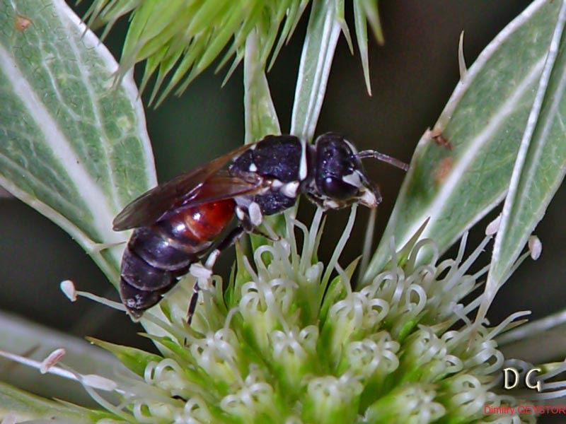 Hylaeus variegatus, femelle