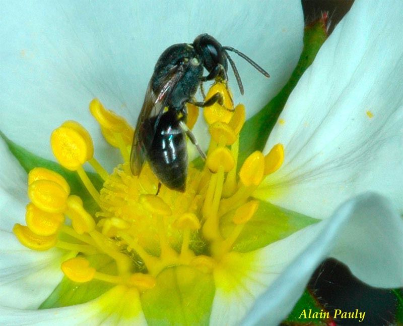 Hylaeus sp. 