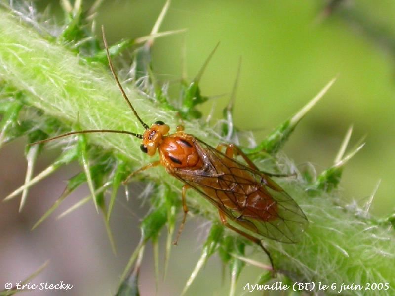 Hypolaepus sp.