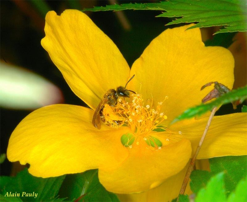 Lasioglossum calceatum, femelle 