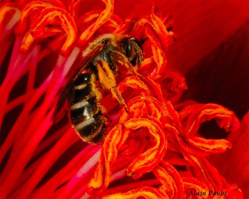 Lasioglossum calceatum, femelle