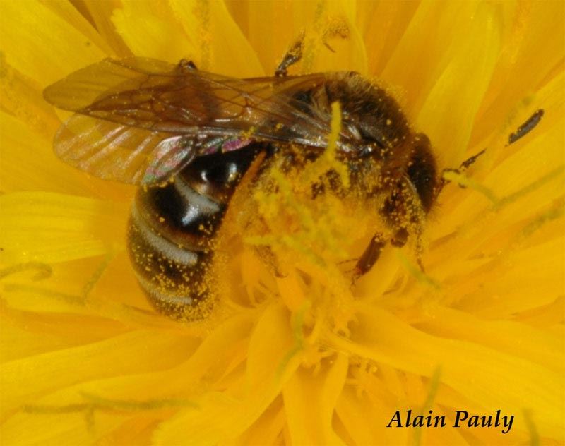 Lasioglossum calceatum, femelle