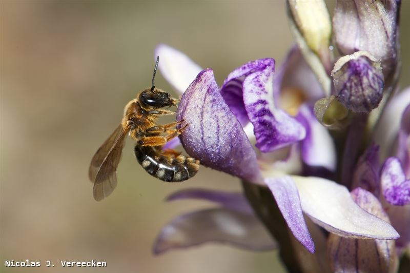 Lasioglossum xanthopus 