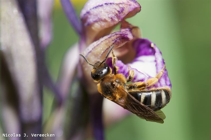 Lasioglossum xanthopus