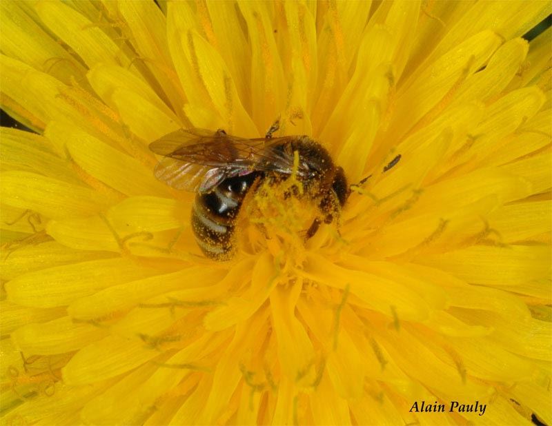 Lasioglossum calceatum, femelle