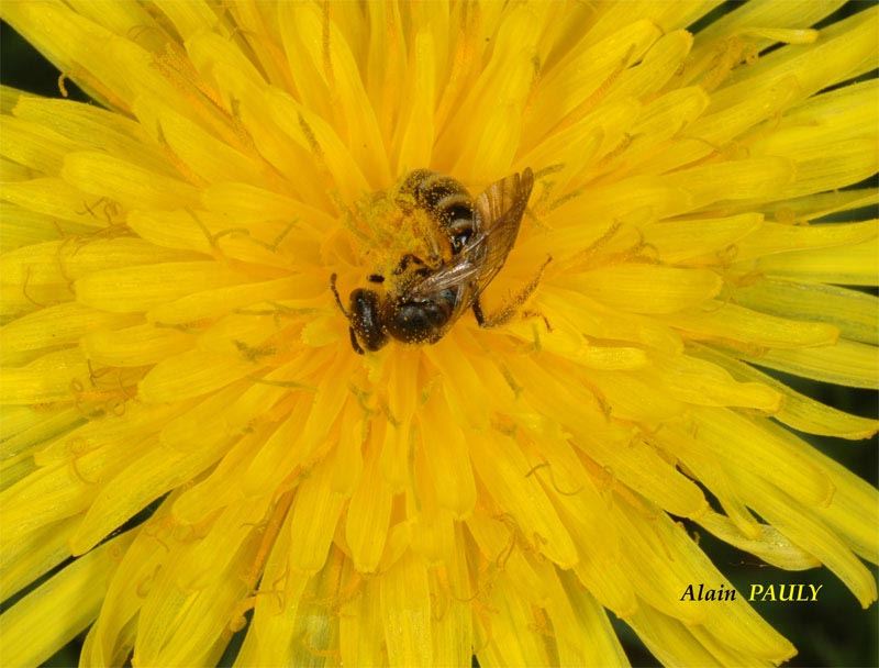 Lasioglossum calceatum, femelle