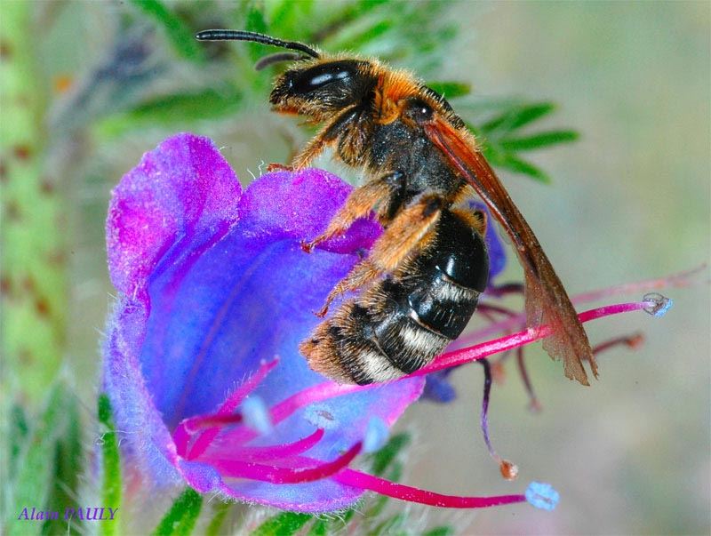 Lasioglossum laevigatum, femelle