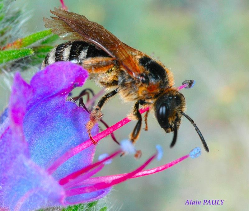 Lasioglossum laevigatum, femelle