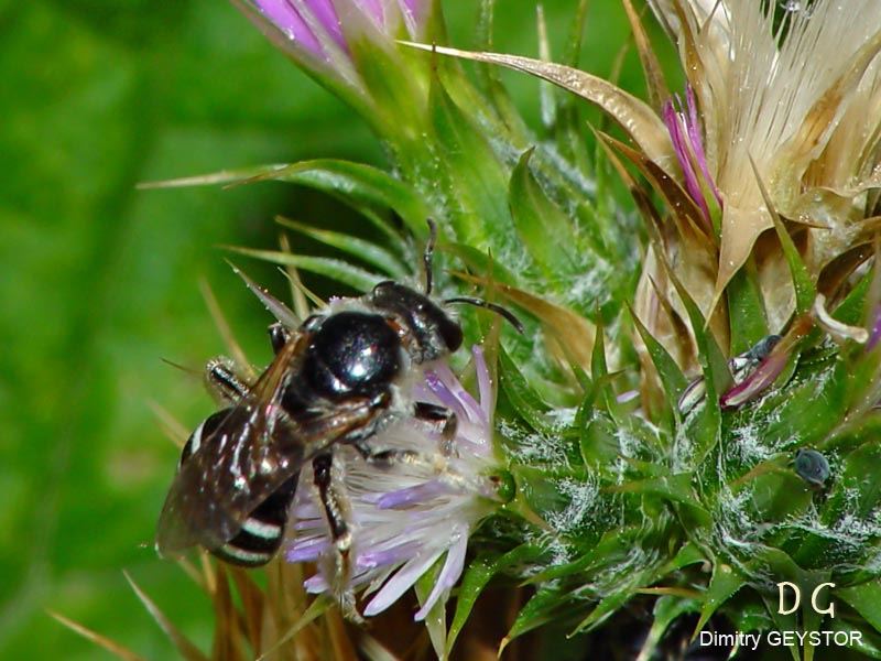 Lasioglossum discum (Smith 1853), femelle