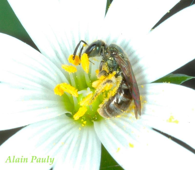 Lasioglossum morio, femelle