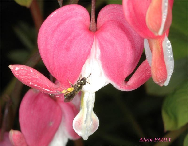 Lasioglossum morio, femelle