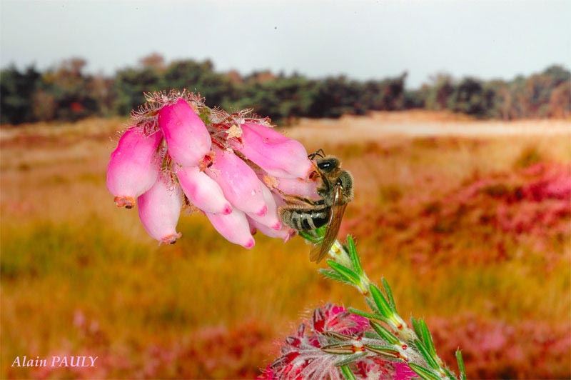 Lasioglossum prasinum, femelle