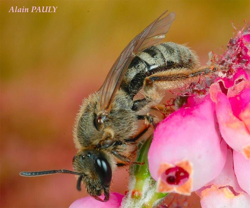 Lasioglossum prasinum, femelle