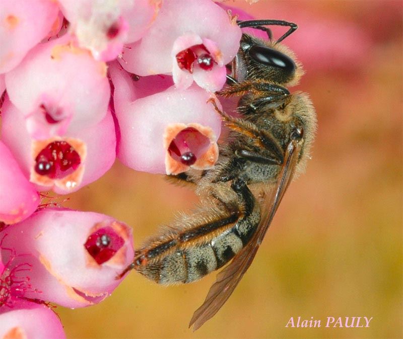 Lasioglossum prasinum, femelle