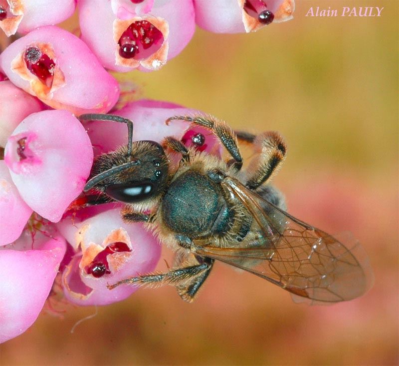 Lasioglossum prasinum, femelle