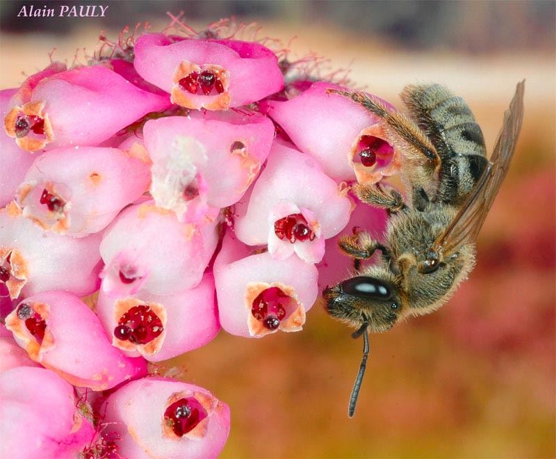 Lasioglossum prasinum, femelle