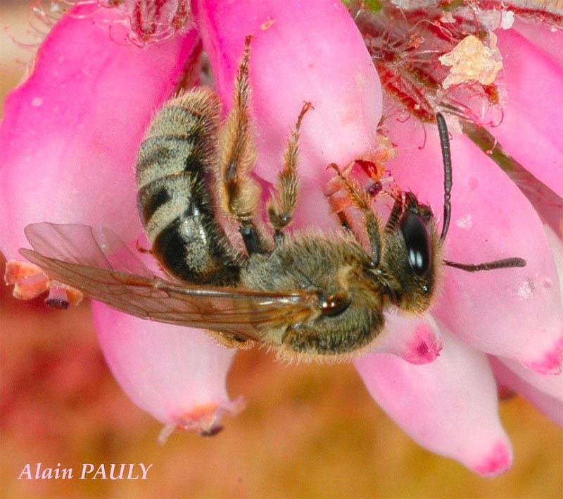 Lasioglossum prasinum, femelle