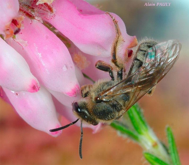 Lasioglossum prasinum, femelle