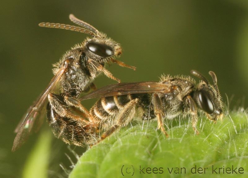 Lasioglossum sexstrigatum, accouplement