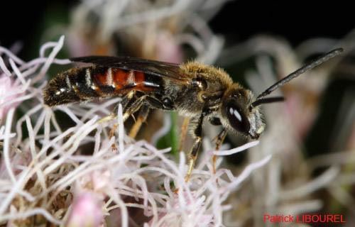 Lasioglossum calceatum (Scopoli 1763), male