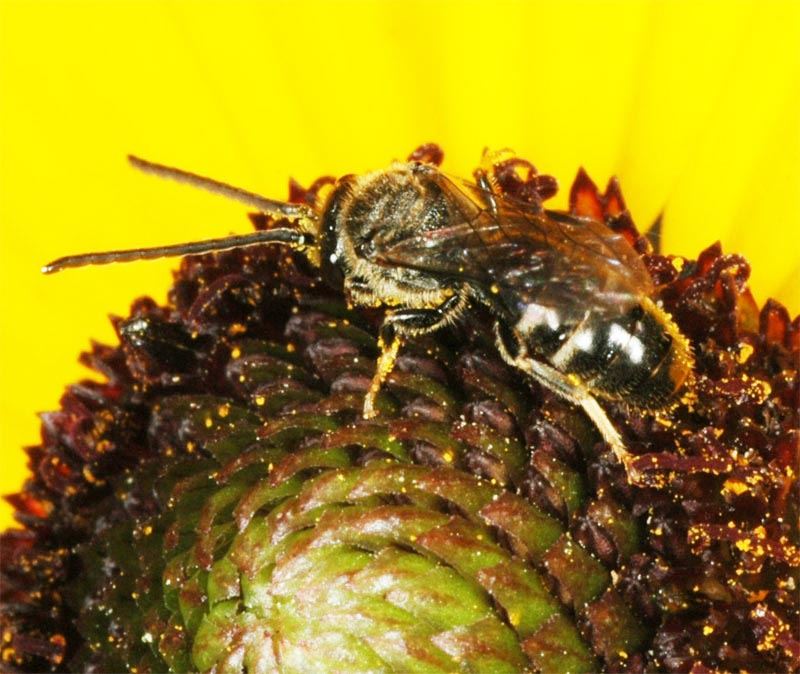 Lasioglossum fulvicorne, male