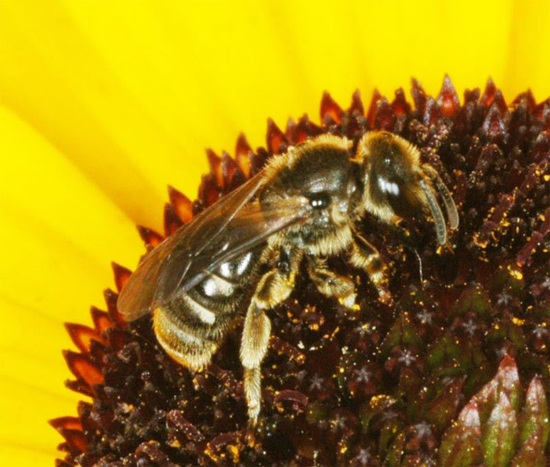 Lasioglossum lativentre, femelle