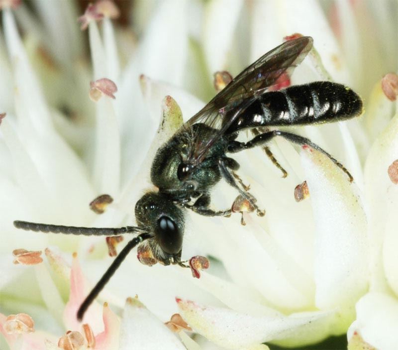 Lasioglossum morio, male