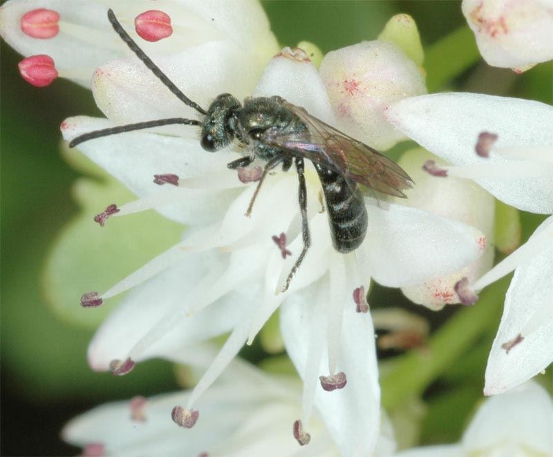 Lasioglossum morio, male