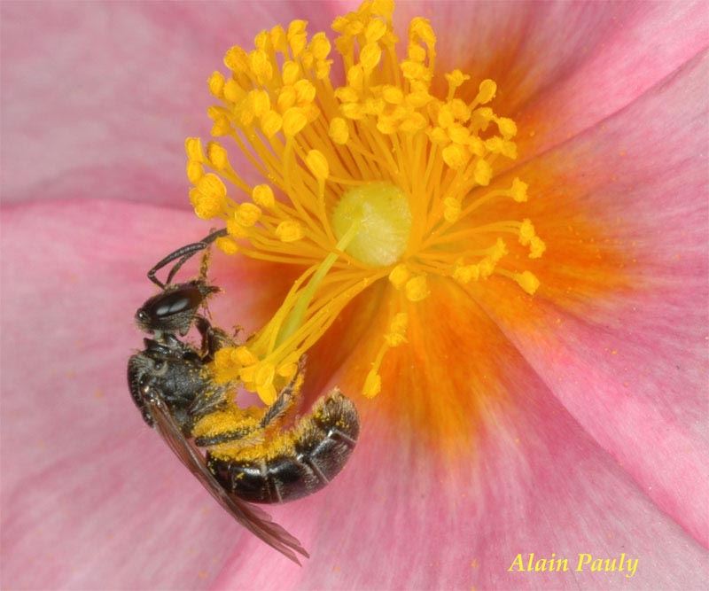 Lasioglossum sexstrigatum, femelle