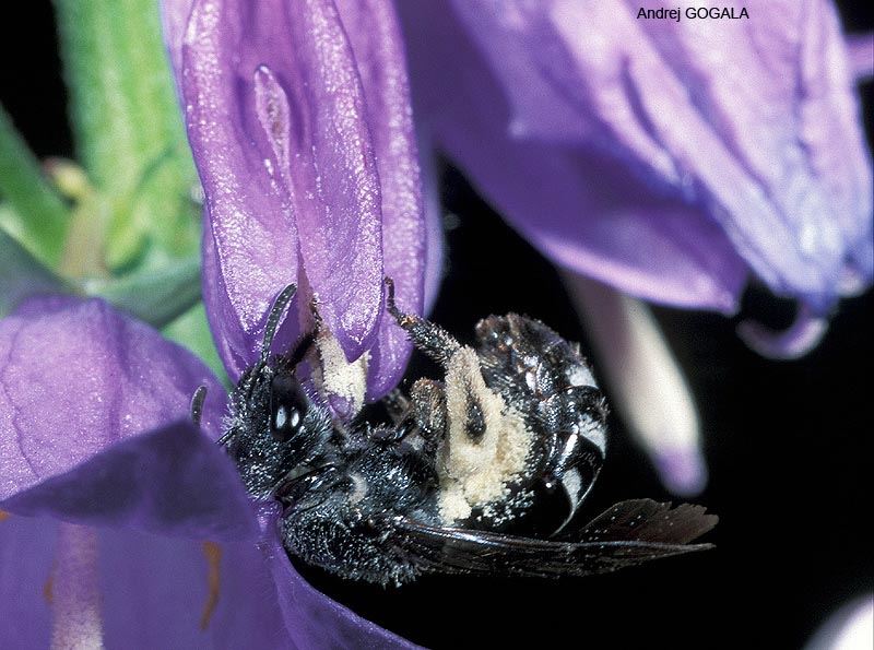 Lasioglossum costulatum, femelle