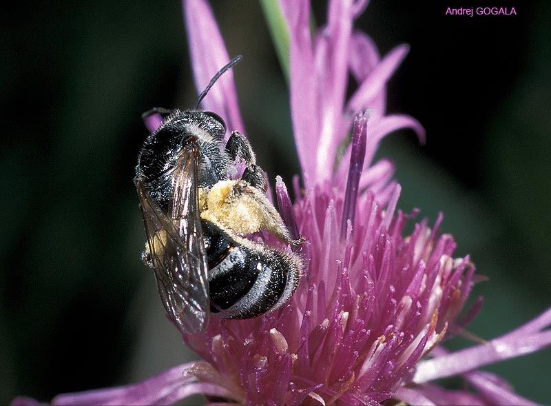 Lasioglossum discum (Smith 1853), femelle