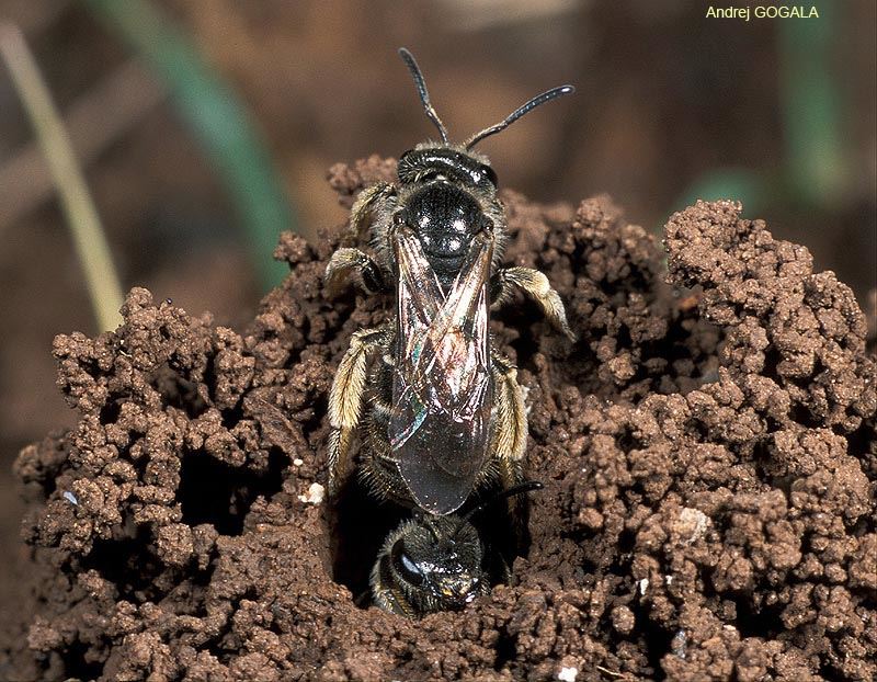 Lasioglossum marginatum (Brullé 1832), femelle