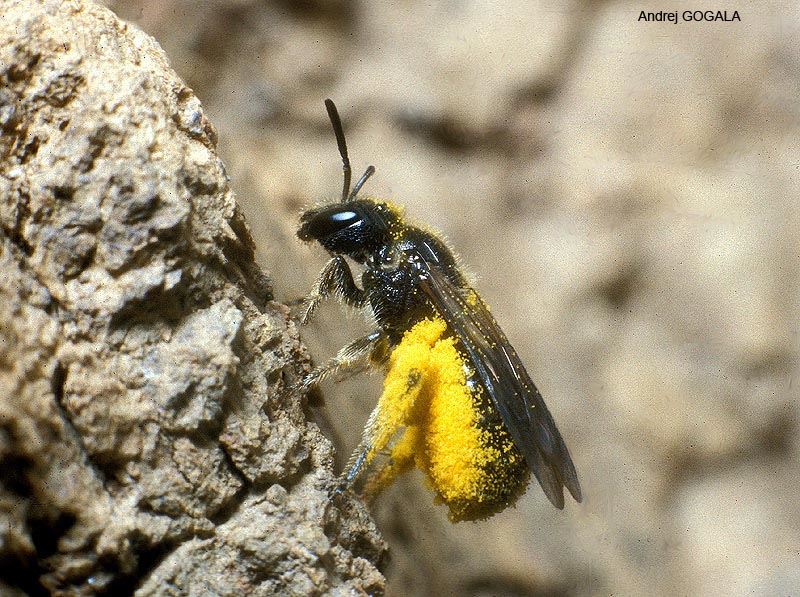 Lasioglossum puncticolle (Morawitz 1872), femelle