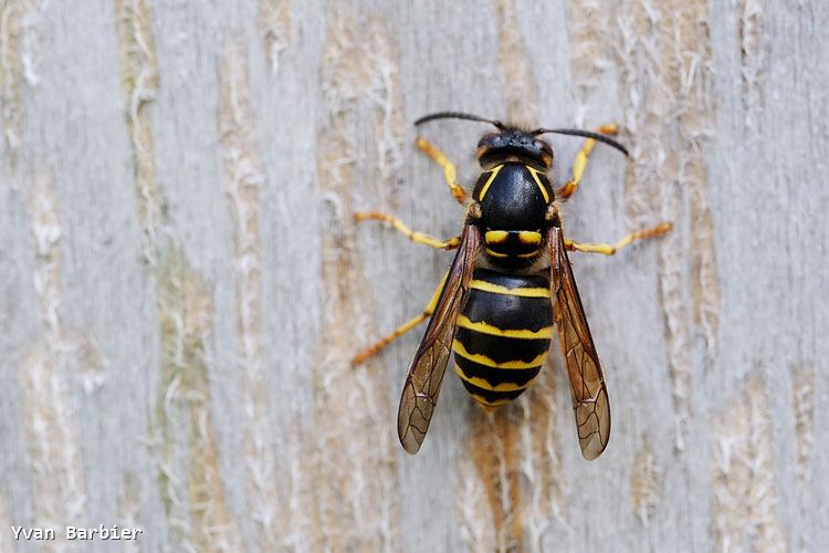 Dolichovespula media