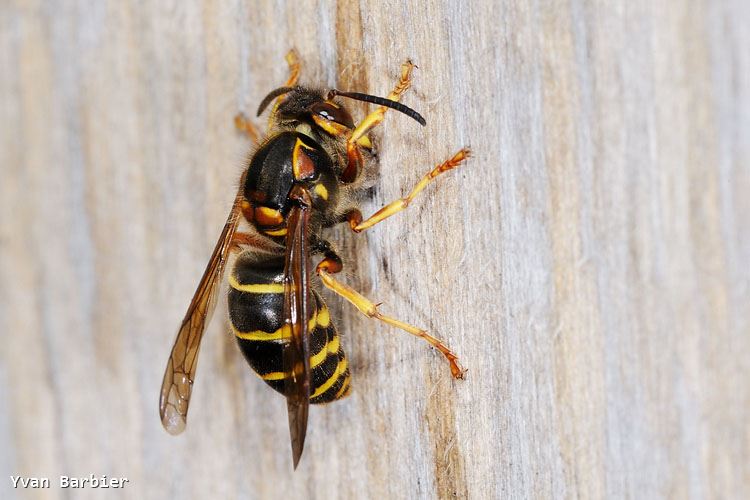 Dolichovespula media