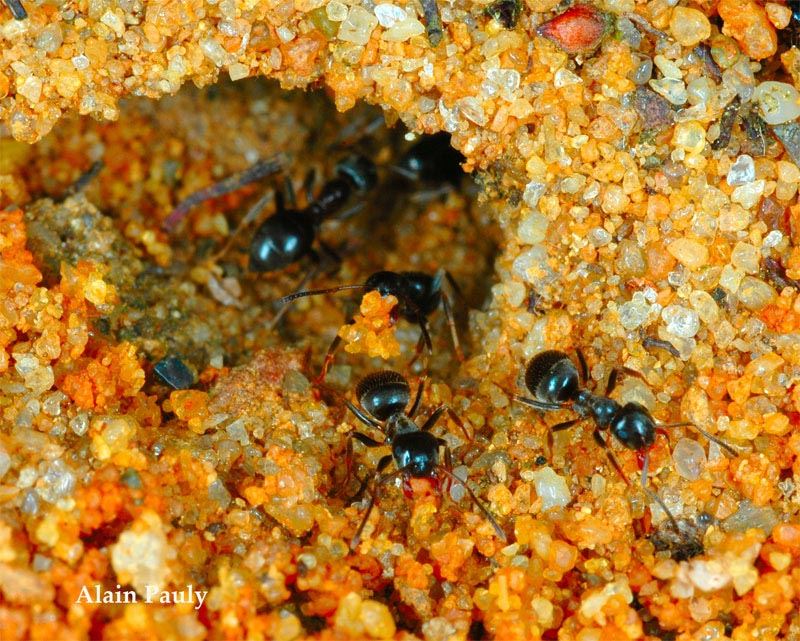 Lasius niger