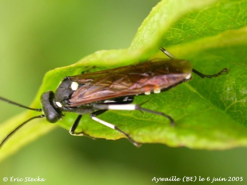 Macrophya duodecimpunctata (L. 1758)