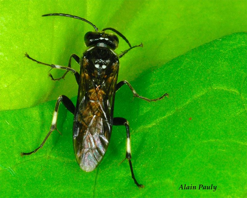 Macrophya albicincta