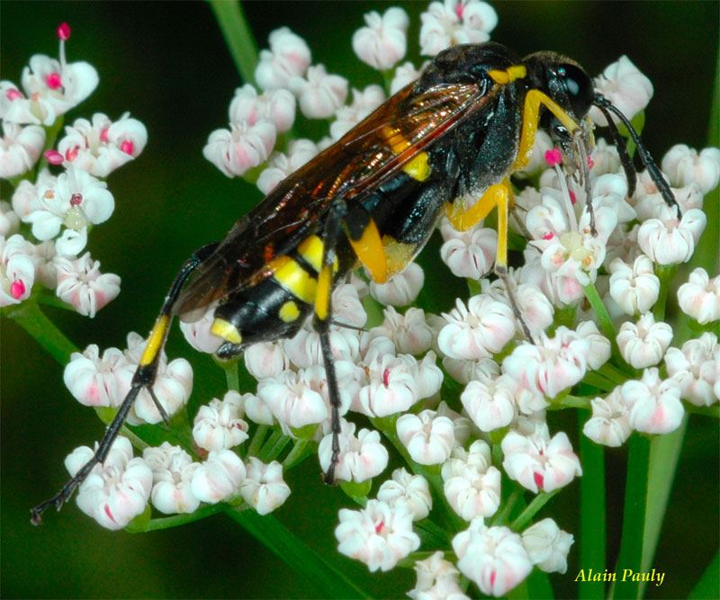 Macrophya montana, femelle