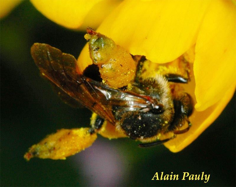 Macropis europaea, femelle