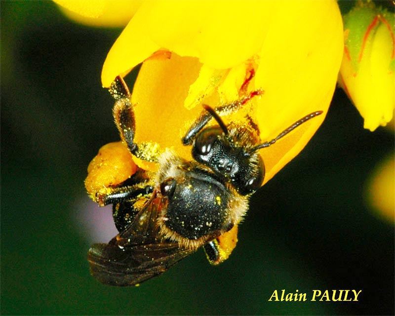 Macropis europaea, femelle